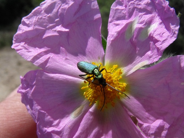 Coleottero su Cistus: probabile  Chrysanthia (Oedemeridae)